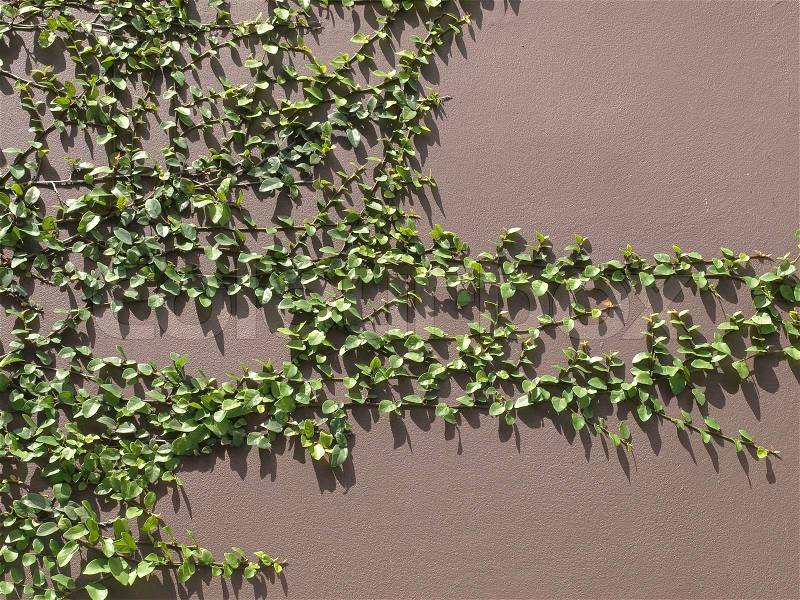 Reduce the heat of the wall with ivy, stock photo