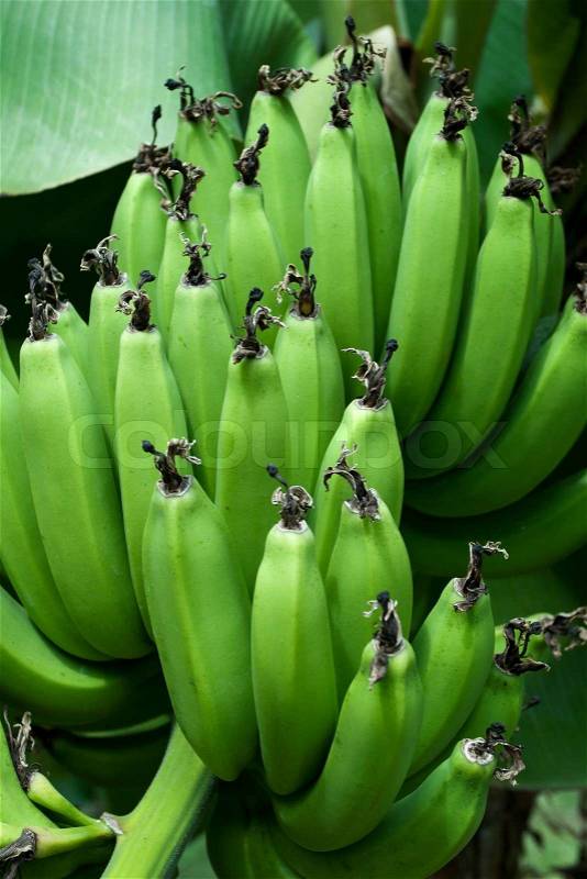 Green bananas, stock photo