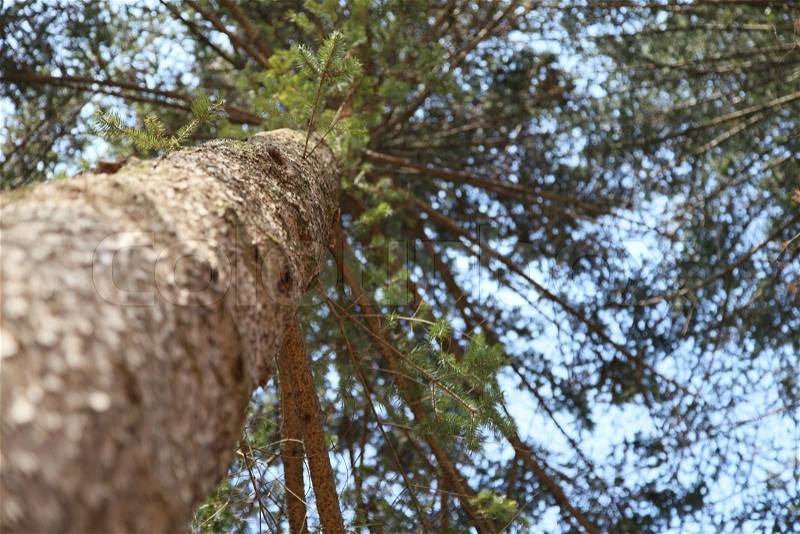 Pine tree background in worm eye view, stock photo
