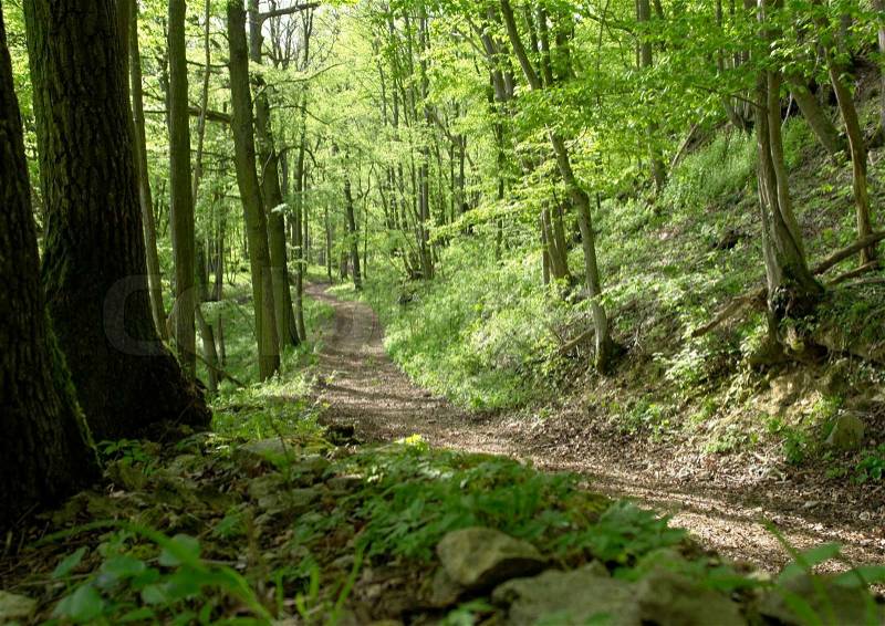 Idyllic and peaceful forest track at spring time, stock photo