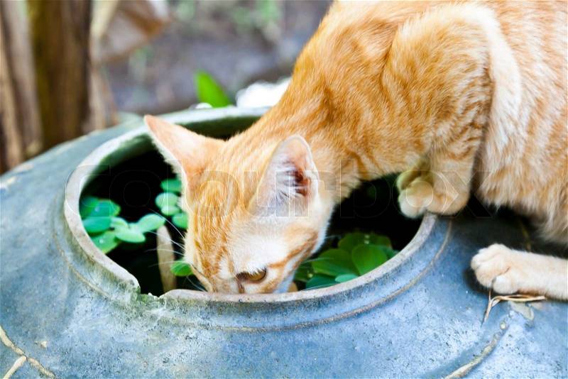 A cat drinking from a water jar, stock photo