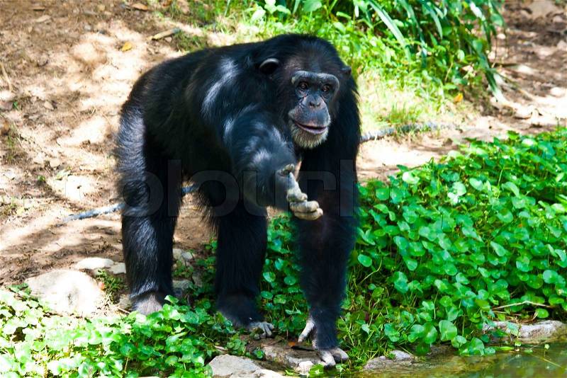 Chimpanzee want to banana in the zoo, stock photo