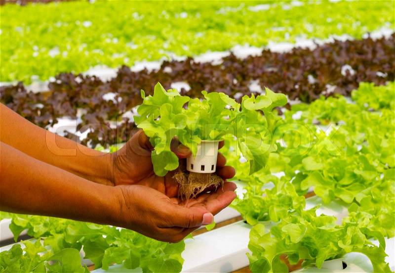 Hydroponic vegetable on hand in a garden, stock photo