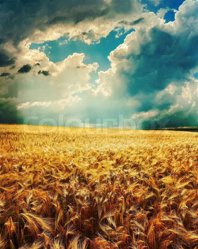 Dramatic sky over golden field, stock photo