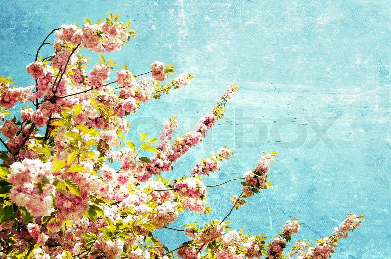 Close up of the grunge spring cherry flowers , stock photo