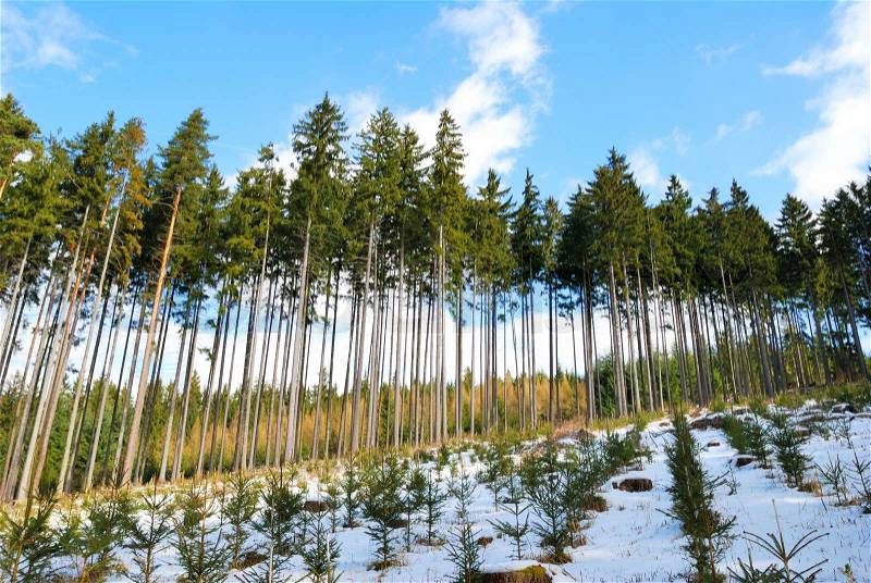 Spruce trees forest with spruce seedlings in snow, stock photo