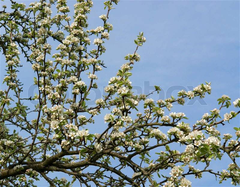Lots of pear blossoms in front of blue sky, stock photo