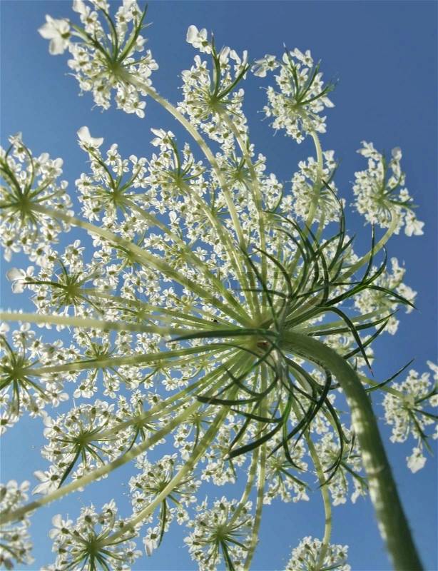 Low angle shot showing the detail of a sunny illuminated wild carrot flower in front of blue sky, stock photo