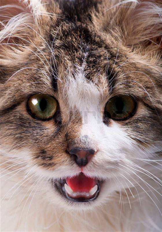 Beautiful cat with green eyes and open mouth close up, stock photo