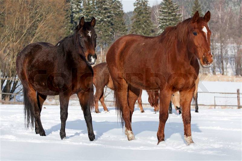 Herd of standing horses in the winter, stock photo