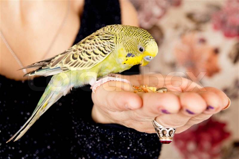 Parrot eats with his hands, house, stock photo