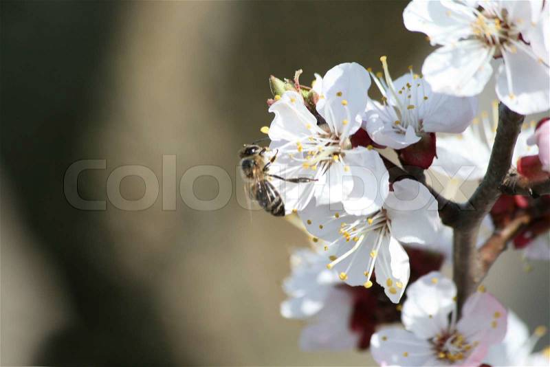 Bee on white flower of apricon tree , stock photo