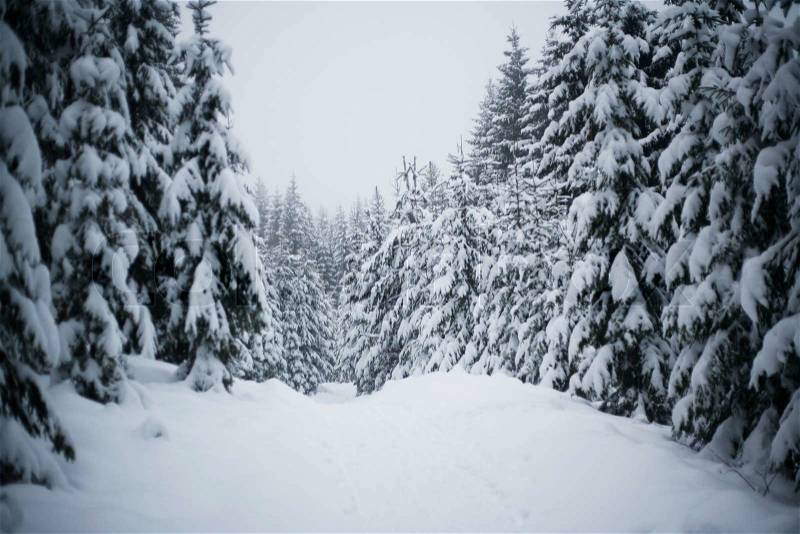 Nordic winter forest, stock photo