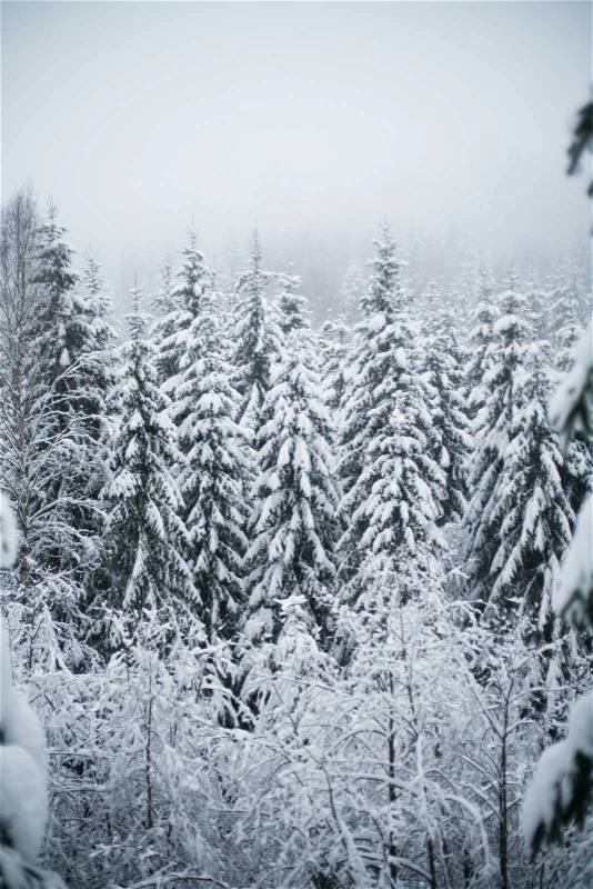 Nordic winter forest, stock photo