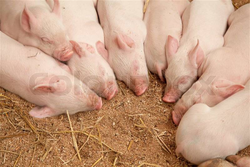 Young pigs sleeping in the barn, stock photo