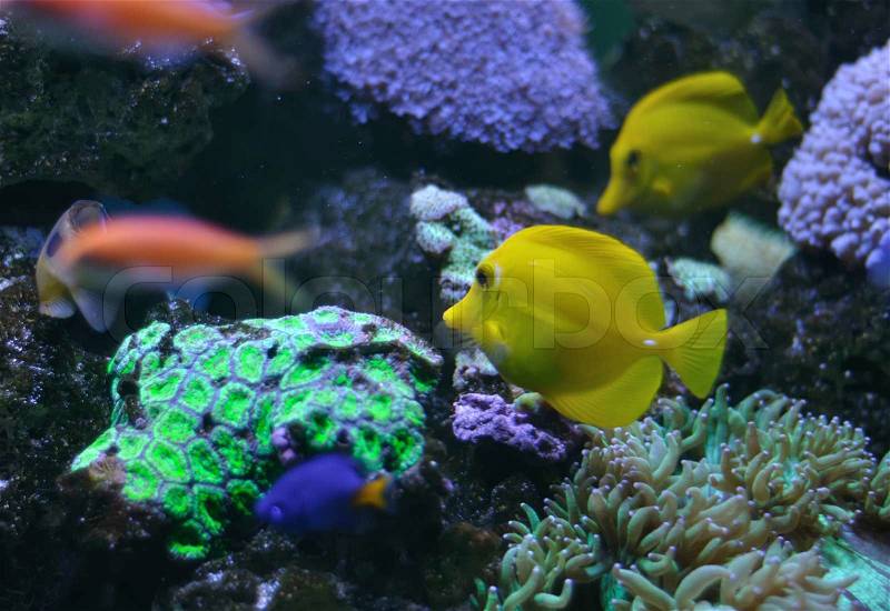 Ropical yellow tang on a coral reef, stock photo