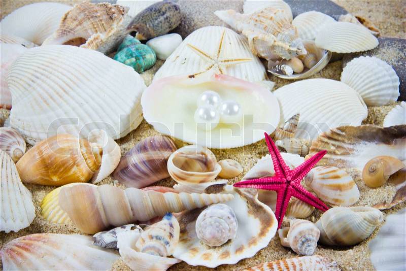 The exotic sea shell . treasure from the sea, stock photo