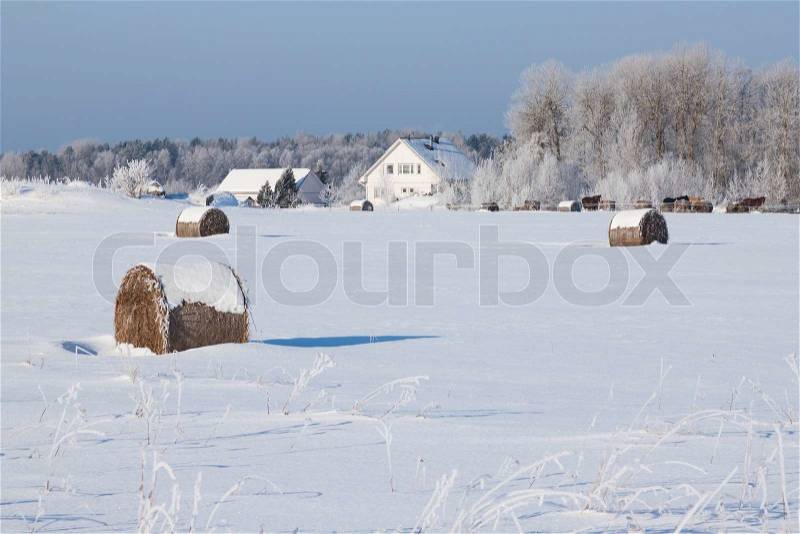 Farm with a barn, horses and bales of hay laying in the snow on farm winter field, stock photo
