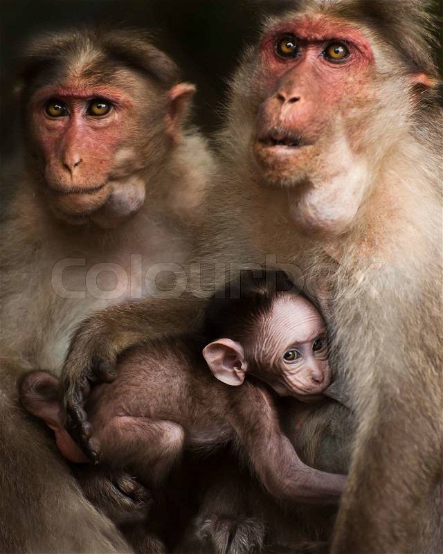 Family portrait of macaque monkeys in wild. Small baby breast feeding and two adult rhesus monkey. South India, stock photo