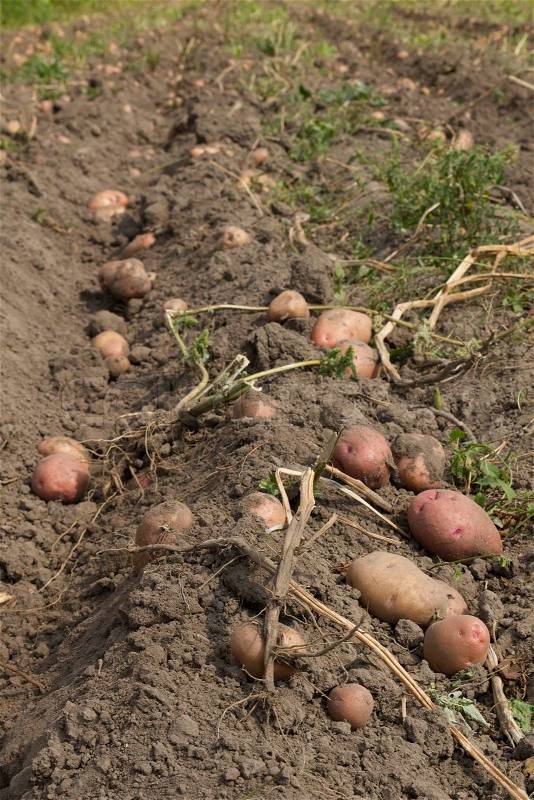 Potatoes harvesting, stock photo