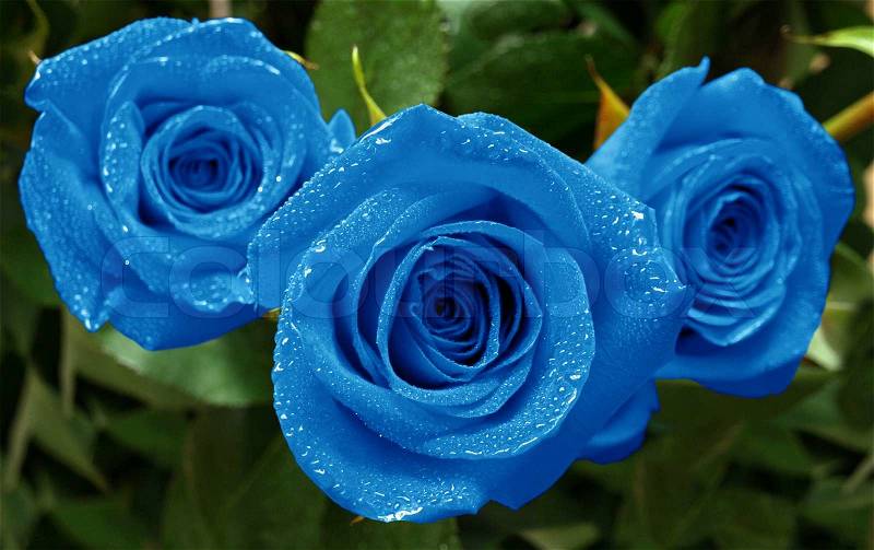 Three beautiful blue roses with water drops, stock photo
