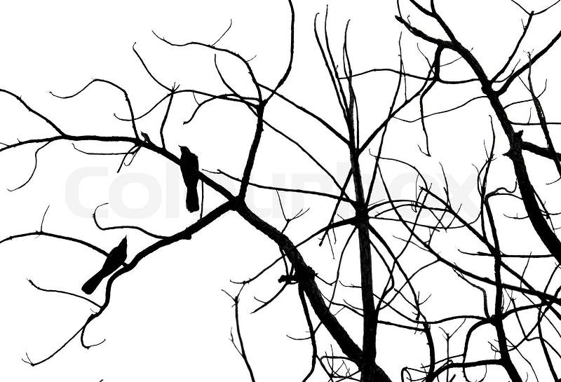 Bird silhouette ( koel bird, scolopacea, Cuculidae ), stock photo