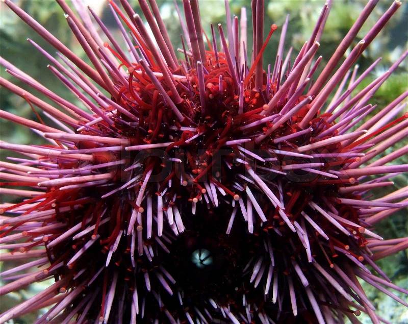 Detail of a red sea urchin, stock photo
