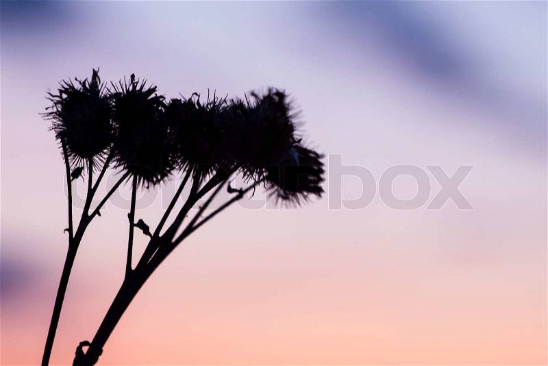 Dry grass silhouette , nature background photo, stock photo