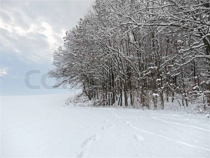 Border of a wood at winter time in Southern Germany, stock photo