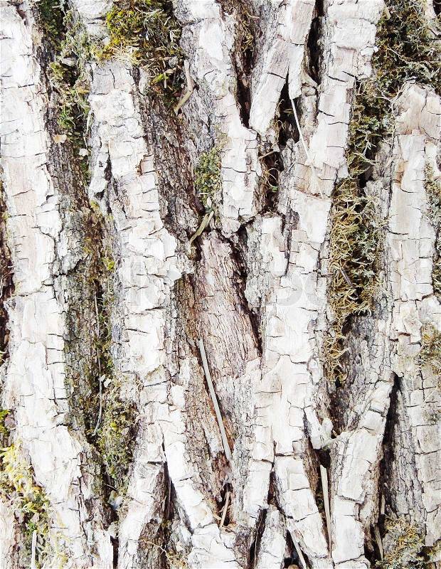 Tree bark texture, stock photo