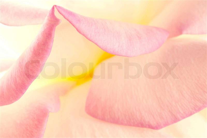 Purple flower closeup Valentine day holiday card, stock photo