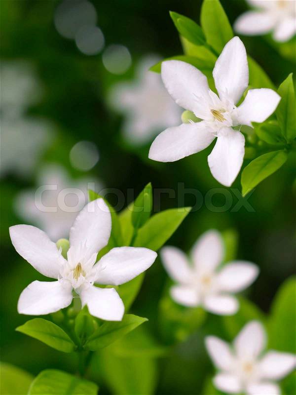 Countryside white flowers. Inda flower Buddha ritual. Close-up photo with natural light and colors, Wrigthia antidysenterica L. R.Br. Stapf 1902, stock photo
