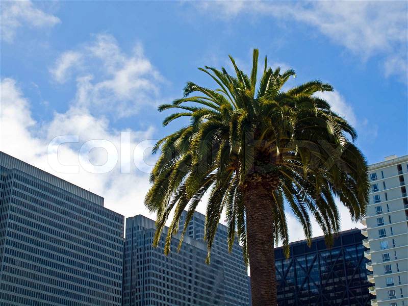 Palm Trees in an Urban Setting with Modern Buildings - San Francisco, CA USA, stock photo