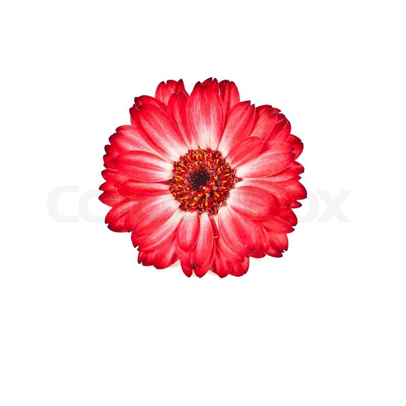 Red flower in white background | Stock Photo | Colourbox