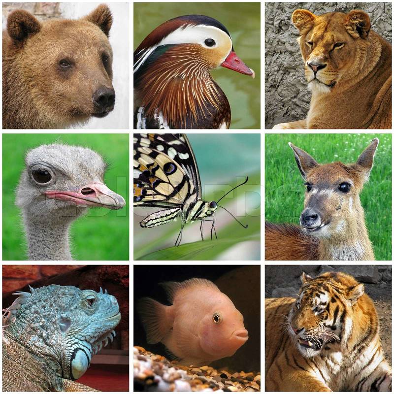 Stock image of 'Collage with animals from zoo'