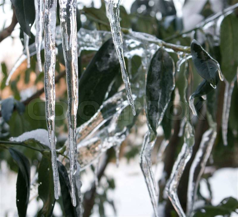 Detail shot of green leaves with icicles at winter time, stock photo