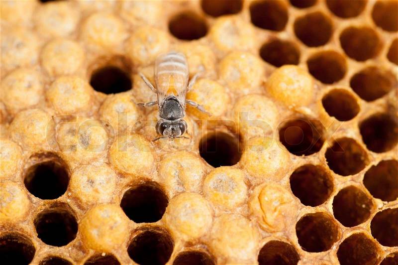Honeycomb and worker honey bees close-up, stock photo