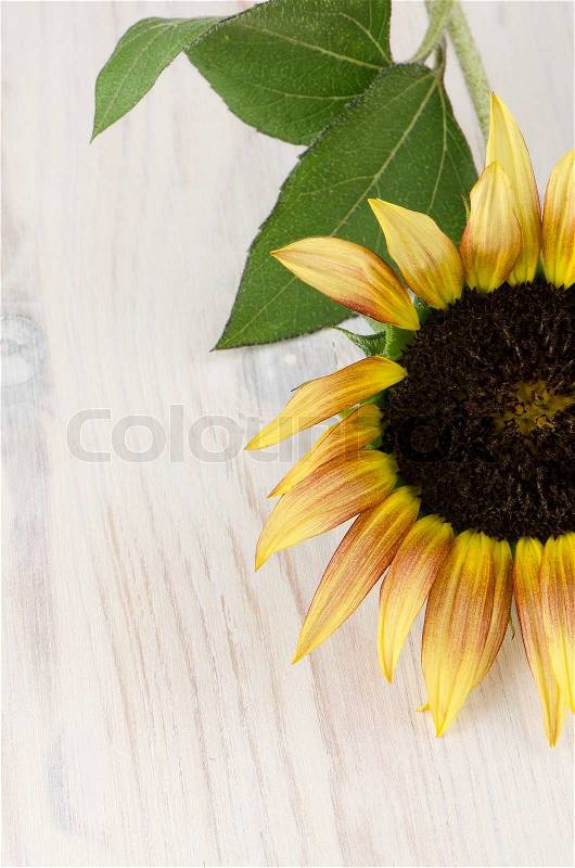 Sunflower flower, stock photo
