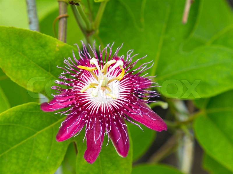 Passion flowers or passion vines Lady Magaret, stock photo