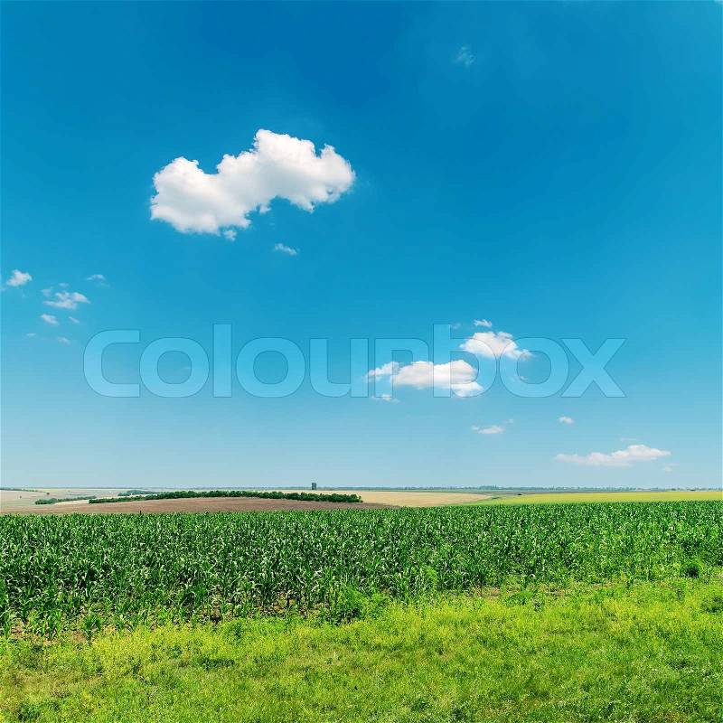 Field with green maize under deep blue sky with clouds, stock photo