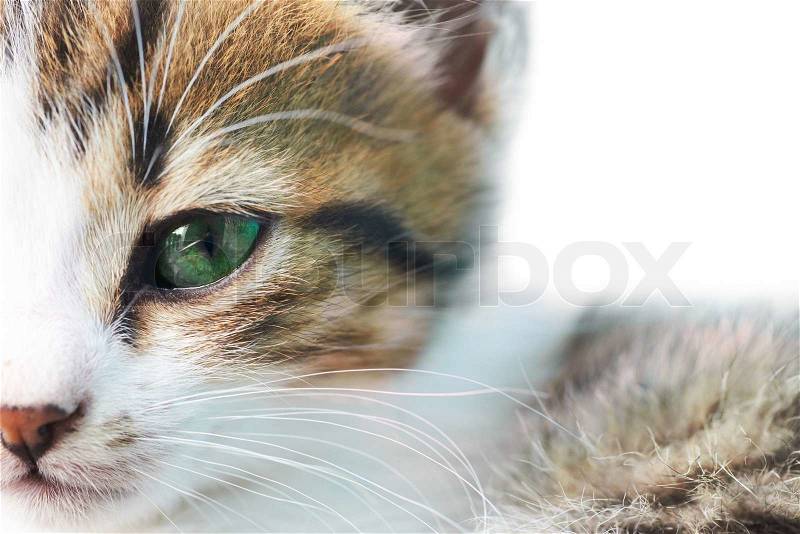 Little grey kitty cat with green eyes isolated on white, stock photo