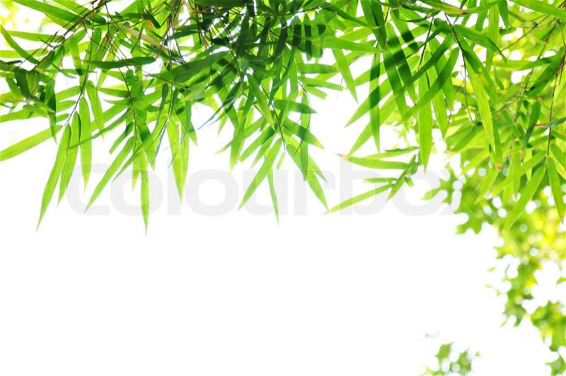 Green Bamboo leaf background - border design, stock photo
