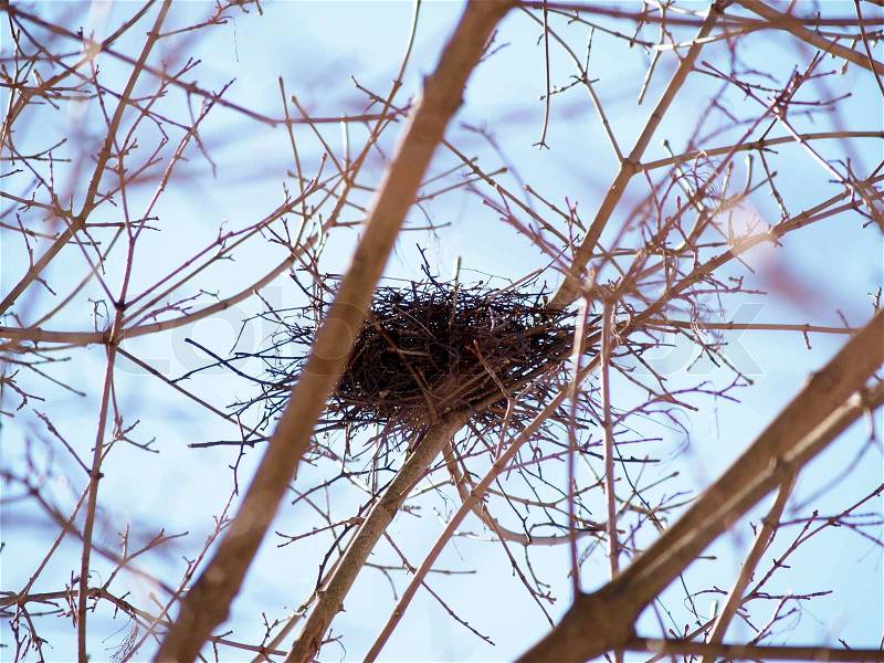 Birds nest in tree without leaves towards blue sky, stock photo