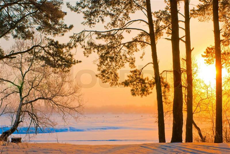 The trunks of the pines on the shore of a frozen lake in the rays of the rising sun, stock photo
