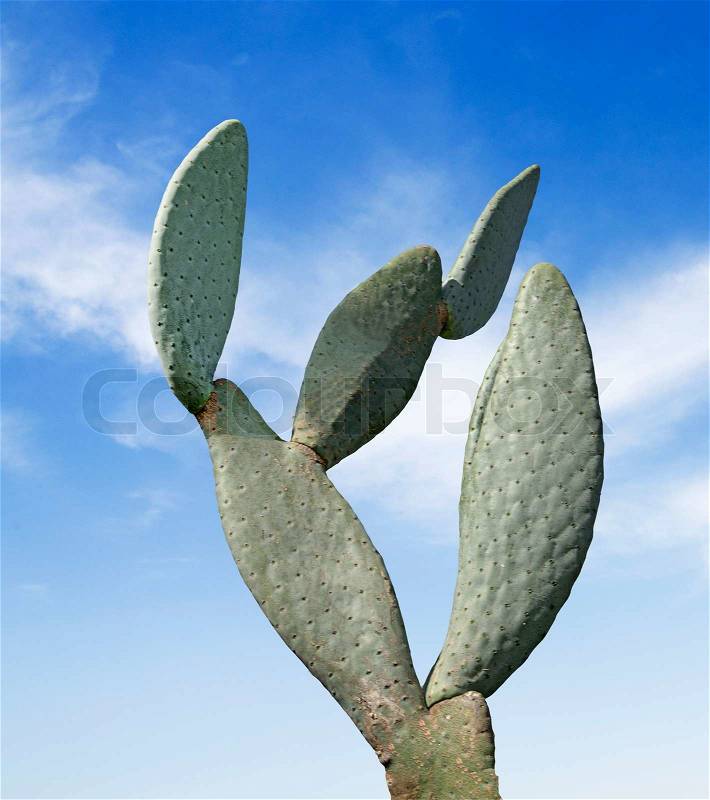 Cactus, stock photo