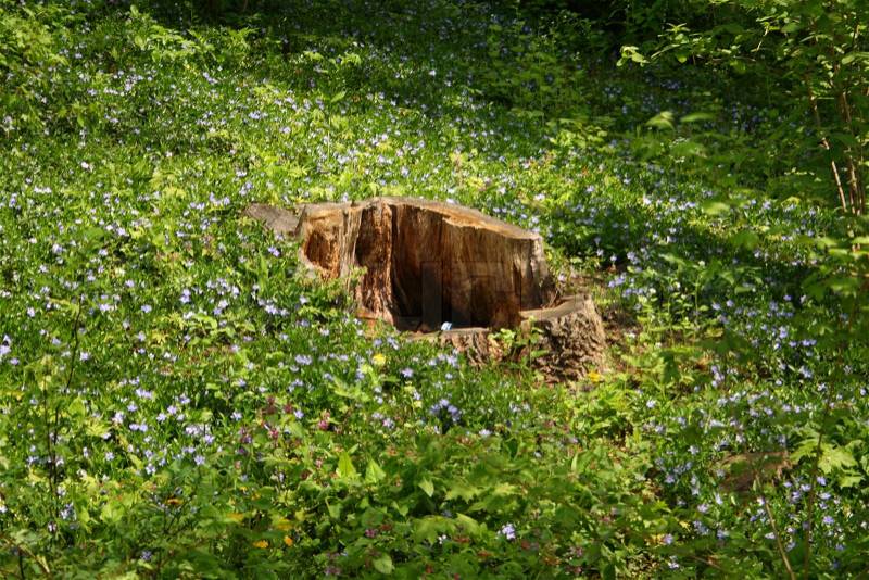 Big old stump in the middle of little beautiful field with a lot of little blue and yellow flowers, stock photo