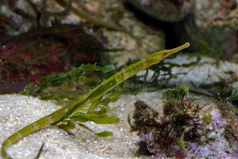 Needlefish color beauty fish life in sea, stock photo