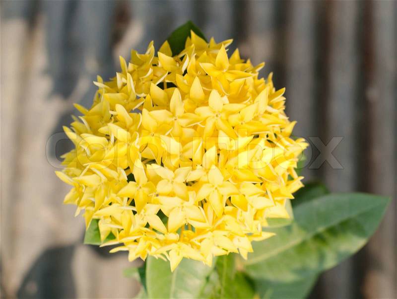 Jungle geranium Ixora coccinea. Close-up. yellow color, stock photo