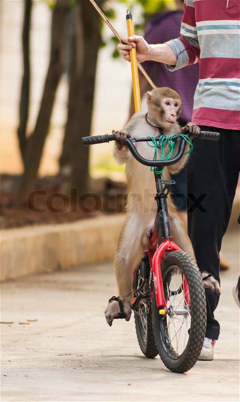 Monkey trained to ride a bike, circus, stock photo