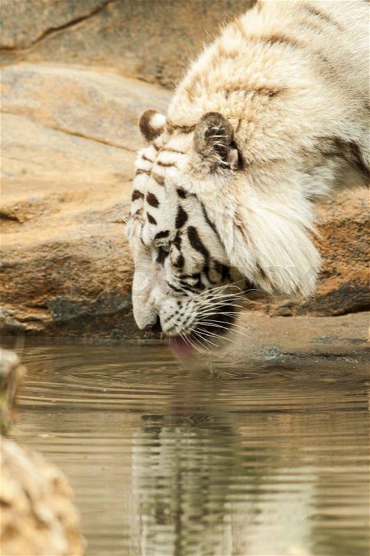 White tiger drinking water in the zoo, stock photo